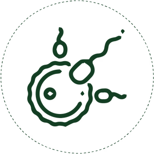 Improves The Chances Of Conception